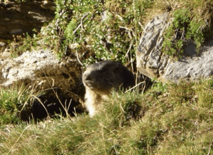 Marmota
