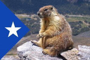 MARMOTA